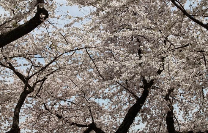 Spring Family Travel Idea: Visiting Cherry Blossoms in Washington, DC
