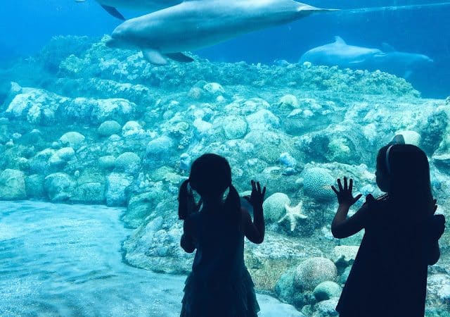 Where to Wednesday: A Special Adventure for Kids Who Love Sea Animals