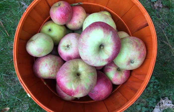 Where to Wednesday: Apple Picking & The New Graco Extend2Fit