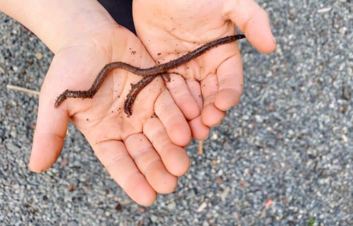 Craft, Activity & Fun Facts for Kids: Earthworms!