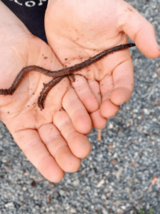 Craft, Activity & Fun Facts for Kids Earthworms! Cover Image